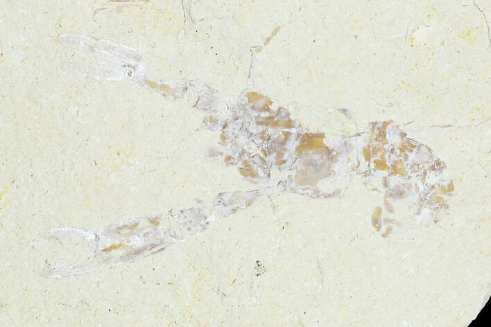 Cretaceous Lobster (Pseudostacus) With Shrimp - Lebanon #147044